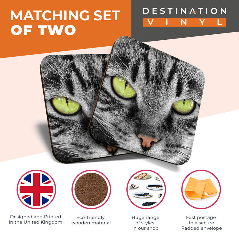 Great Coasters (Set of 2) Square / Glossy Quality Coasters / Tabletop Protection for Any Table Type - Beautiful Green Eyed Cat Kitten