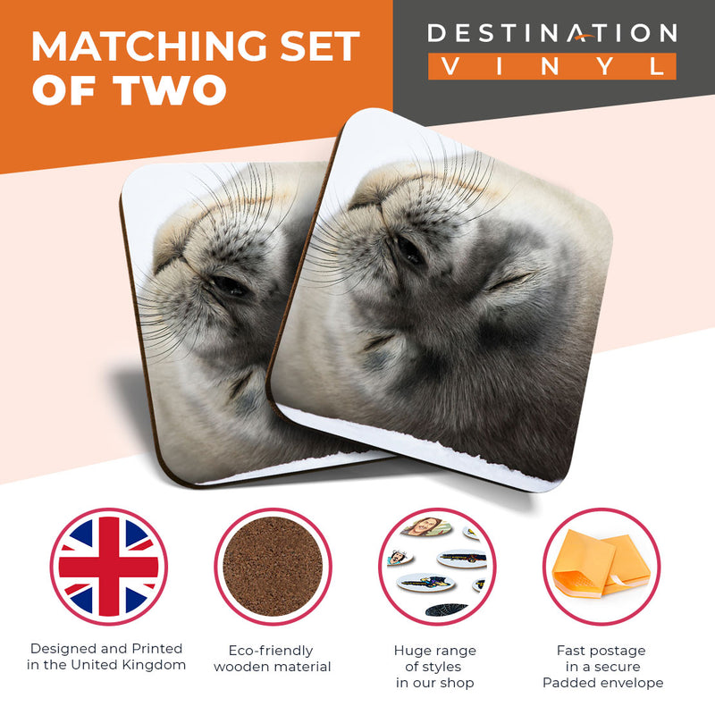 Great Coasters (Set of 2) Square / Glossy Quality Coasters / Tabletop Protection for Any Table Type - Grey Seal Pup Cute Arctic Wild