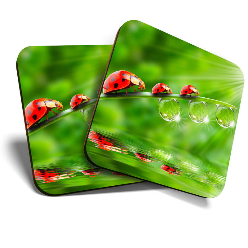 Great Coasters (Set of 2) Square / Glossy Quality Coasters / Tabletop Protection for Any Table Type - Cute Lady Bird Garden Wildlife