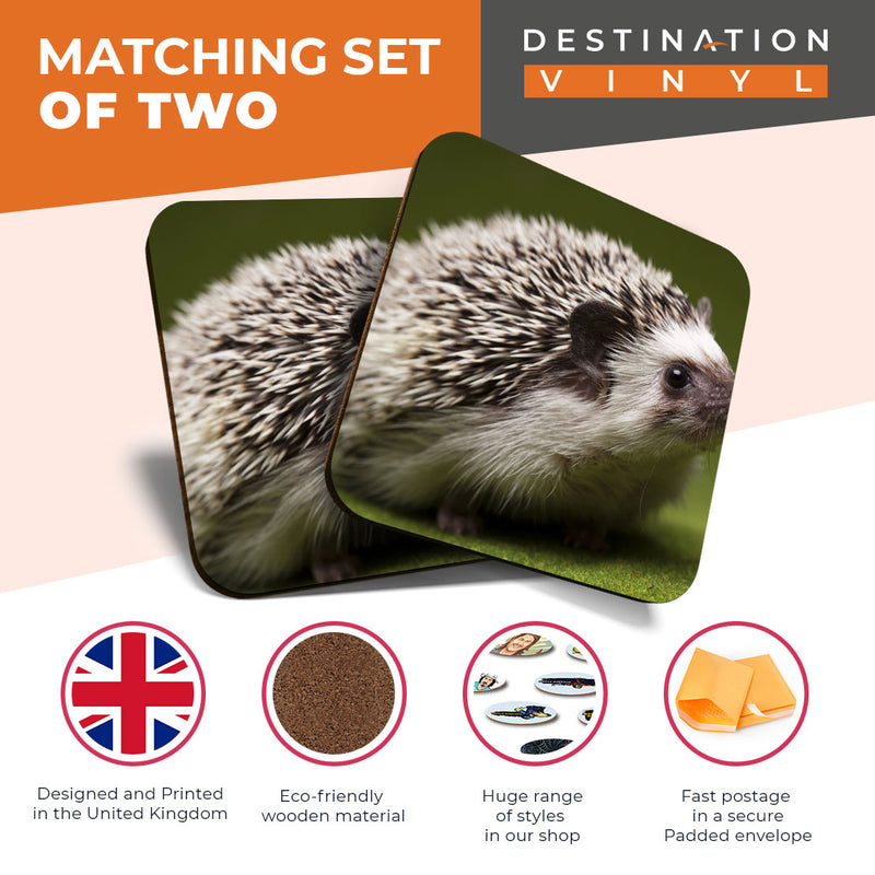 Great Coasters (Set of 2) Square / Glossy Quality Coasters / Tabletop Protection for Any Table Type - Hedgehog Garden Wildlife British