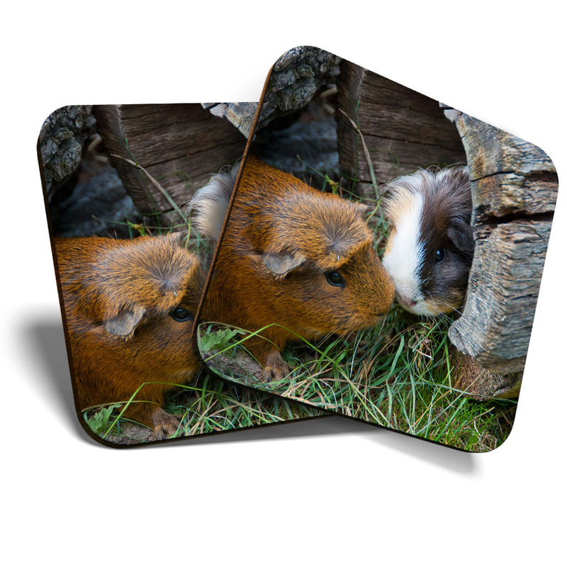 Great Coasters (Set of 2) Square / Glossy Quality Coasters / Tabletop Protection for Any Table Type - Cute Guinea Pig Couple Pet Animal