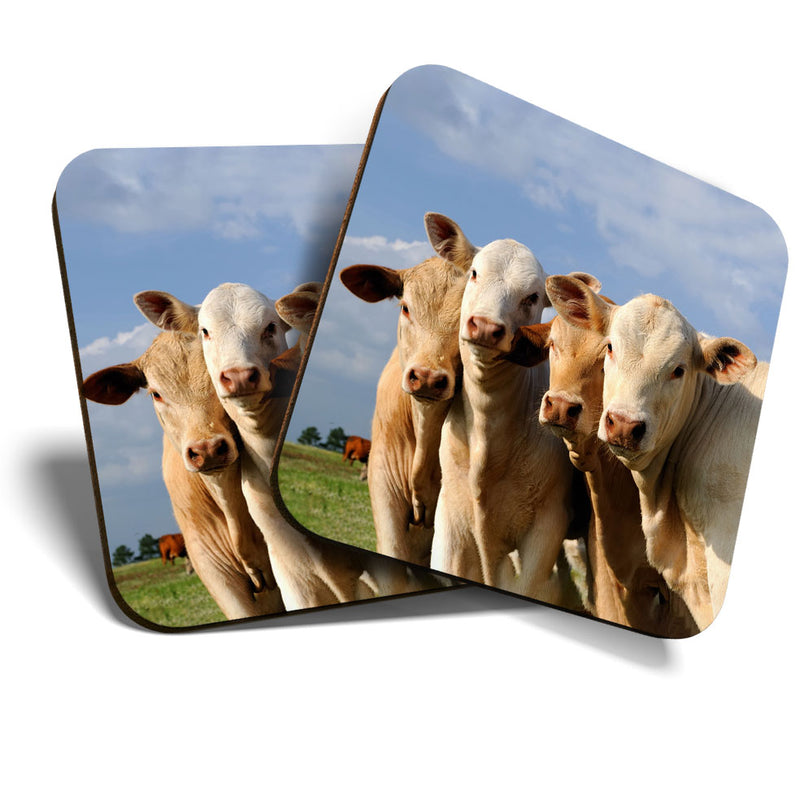 Great Coasters (Set of 2) Square / Glossy Quality Coasters / Tabletop Protection for Any Table Type - Cows Farm Animal Cattle Cow