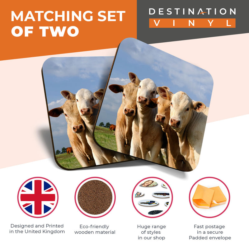 Great Coasters (Set of 2) Square / Glossy Quality Coasters / Tabletop Protection for Any Table Type - Cows Farm Animal Cattle Cow