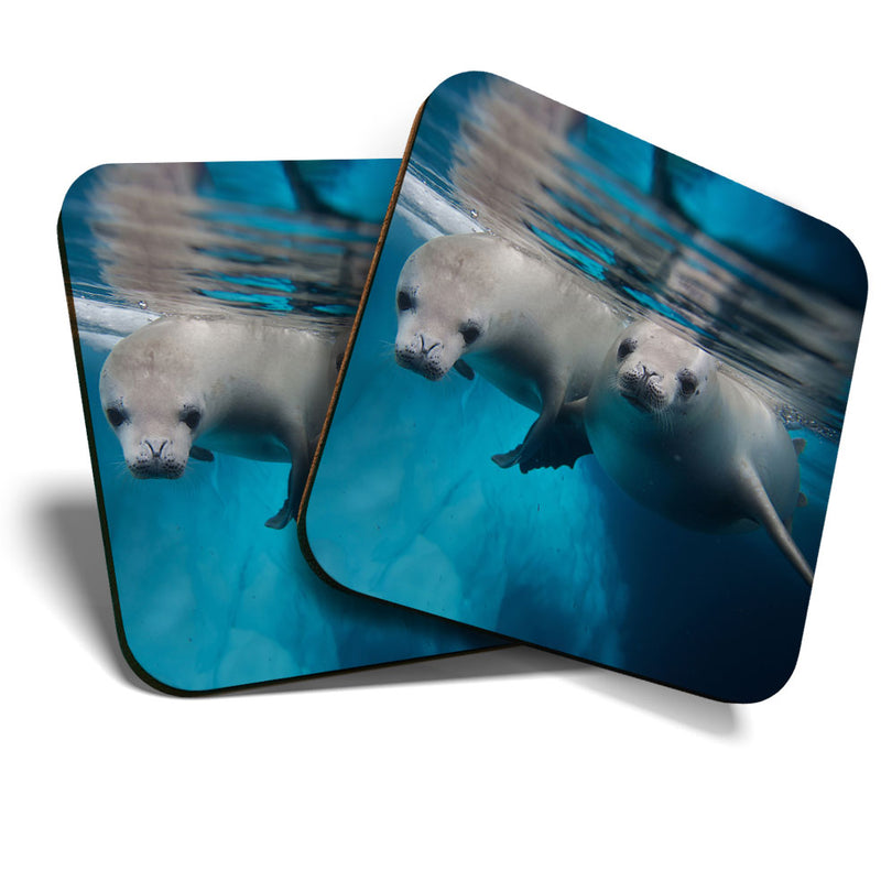 Great Coasters (Set of 2) Square / Glossy Quality Coasters / Tabletop Protection for Any Table Type - Cheeky Seal Pups Ocean Diving