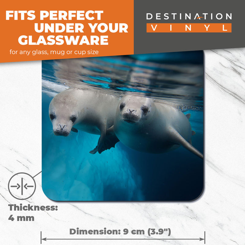 Great Coasters (Set of 2) Square / Glossy Quality Coasters / Tabletop Protection for Any Table Type - Cheeky Seal Pups Ocean Diving