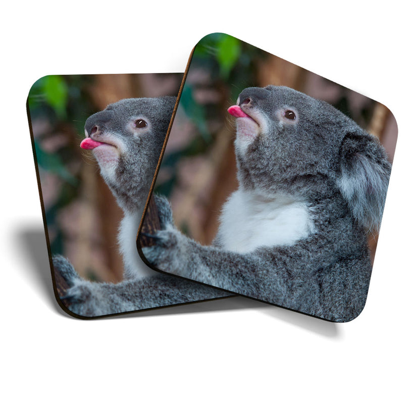 Great Coasters (Set of 2) Square / Glossy Quality Coasters / Tabletop Protection for Any Table Type - Koala Bear Australia Wild Animals