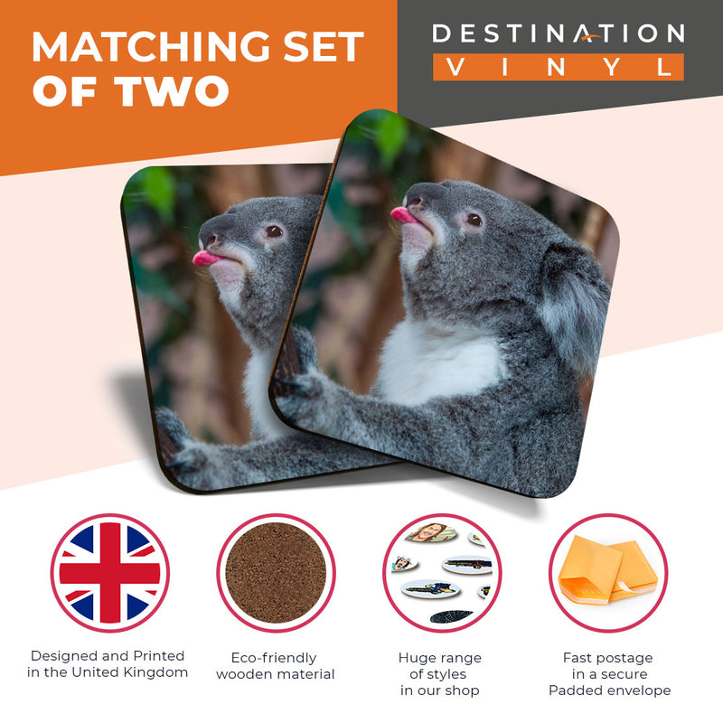Great Coasters (Set of 2) Square / Glossy Quality Coasters / Tabletop Protection for Any Table Type - Koala Bear Australia Wild Animals
