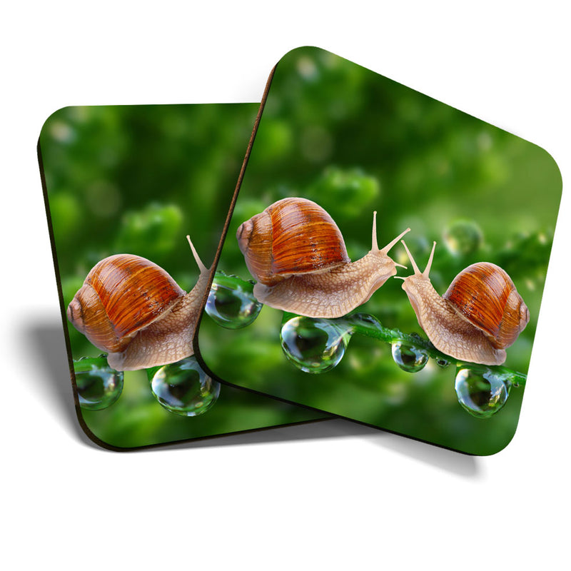 Great Coasters (Set of 2) Square / Glossy Quality Coasters / Tabletop Protection for Any Table Type - Kissing Snails Cute Kiss Snail